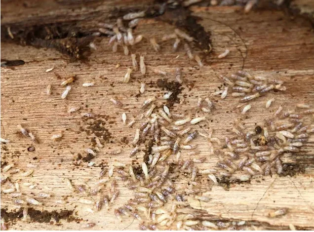 Traitement de termite