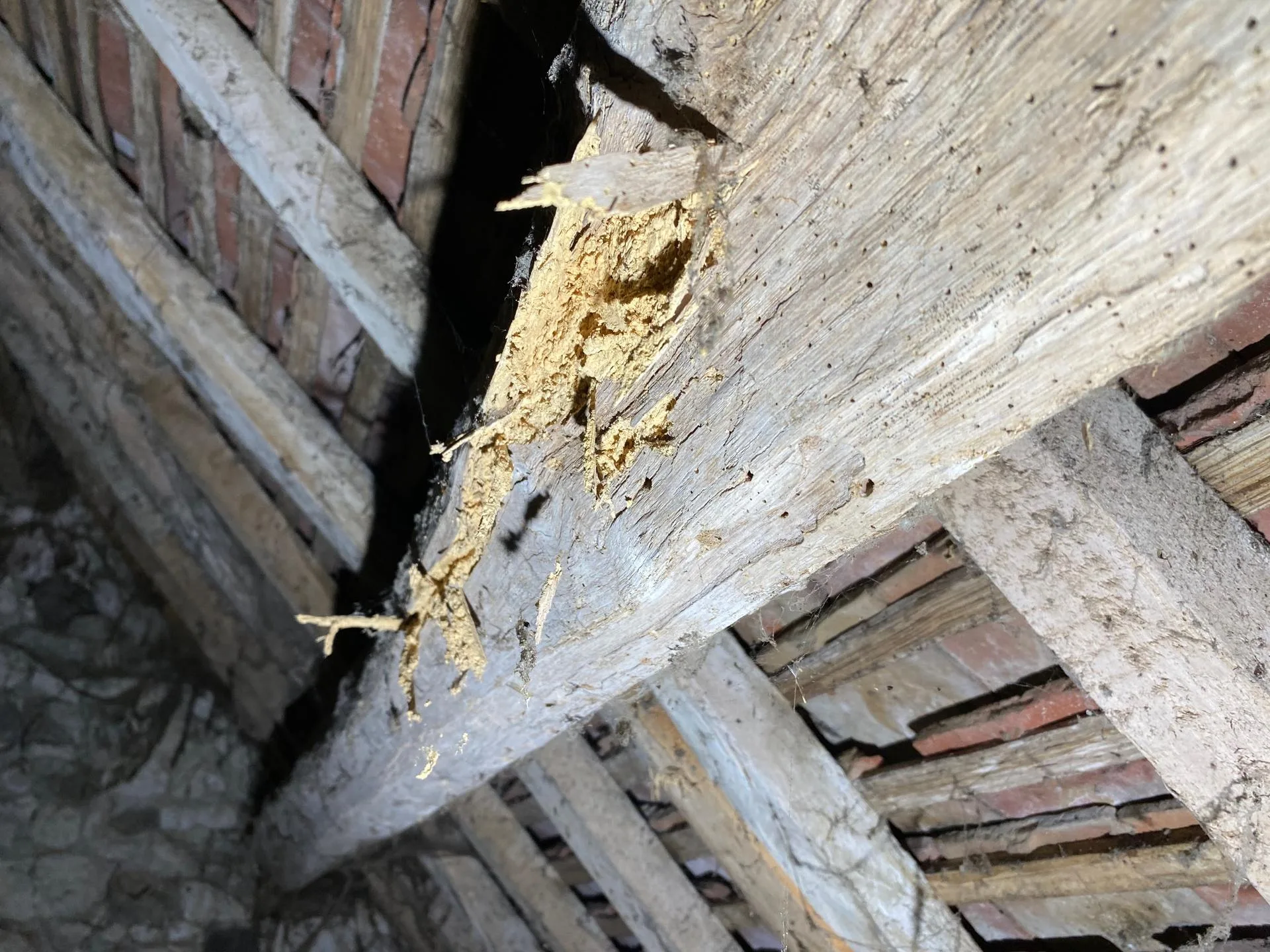 vrilette le sommet de l'habitat