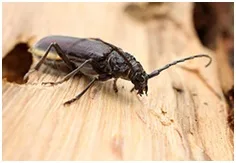 Capricorne des maisons - Hylotrupes bajulus