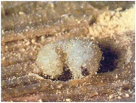 Petite vrillette - Anobium punctatum