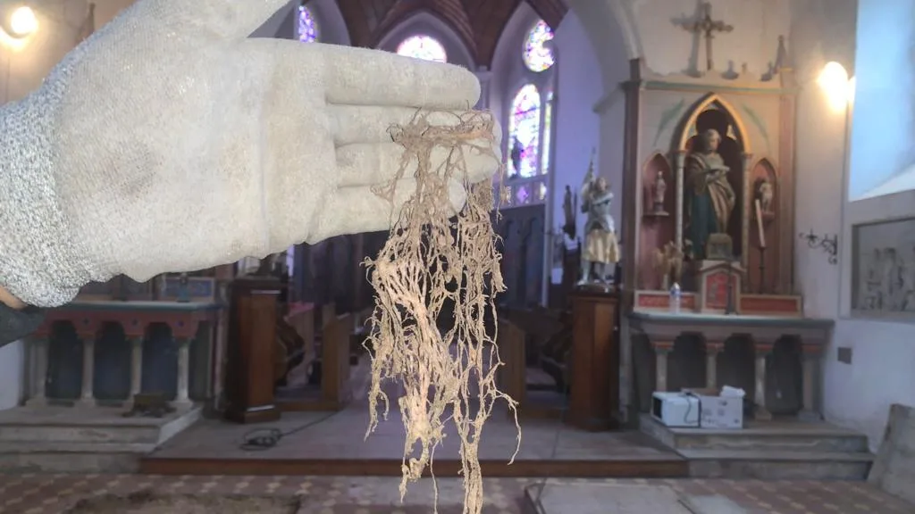 rhizomorphe le sommet de l'habitat