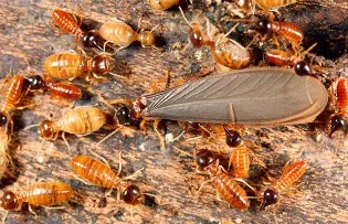 Termites et cordonnets de circulation