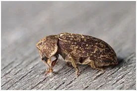 Grosse vrillette - Xestobium Rufovillosum